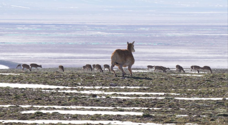 Science in disguise: Robotic antelope roams with the herd in Hoh Xil
